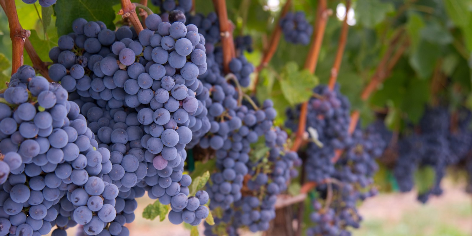 grapes harvesting 1